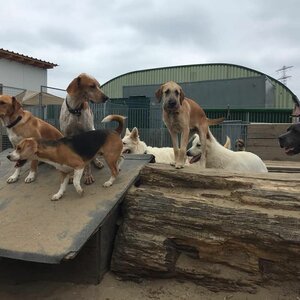 De Hondenkapper image 1