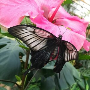 Vlindertuin Vlindorado image 1