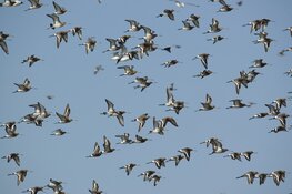 Weidevogels welkom op Fort K’IJK