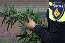 Hennepkwekerij in bedrijfspand