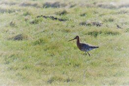 Fietsexcursie Krommenieër-Woudpolder