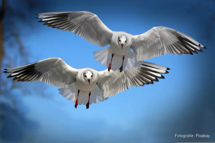 Vogelgriep in Uitgeest