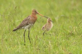 Weidevogelbroedseizoen 2024 geeft turbulent beeld door regen en roofdieren