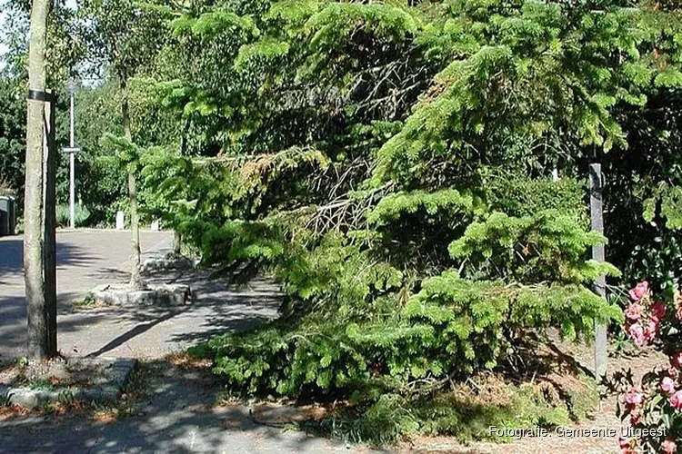 Snoeien van overhangend groen