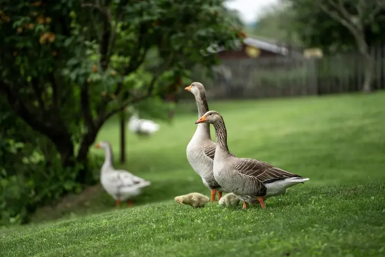 Koelcellen voor ganzenbeheer nu in gebruik