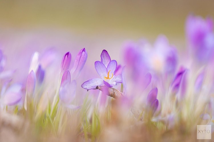 Laatste week van februari verloopt zacht en wisselvallig