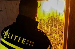 Hennepkwekerij aangetroffen in Uitgeest