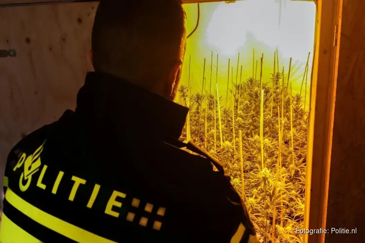 Hennepkwekerij aangetroffen in Uitgeest